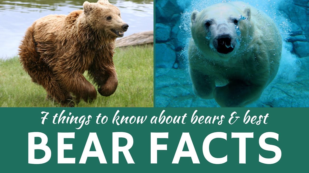 Bear Adaptations: Size, Speed & Survival Secrets