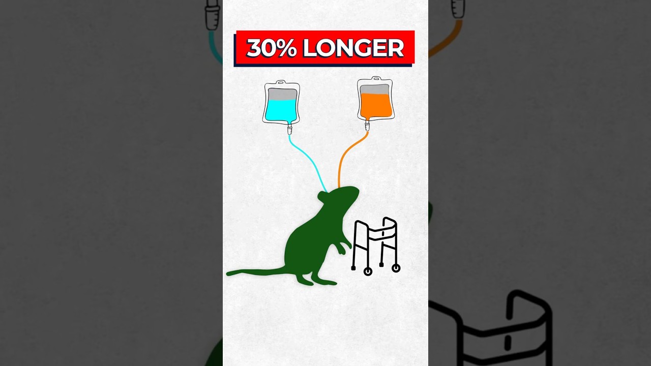 Cancer Drugs Extend Mouse Lifespan 30%: Human Trials Next?