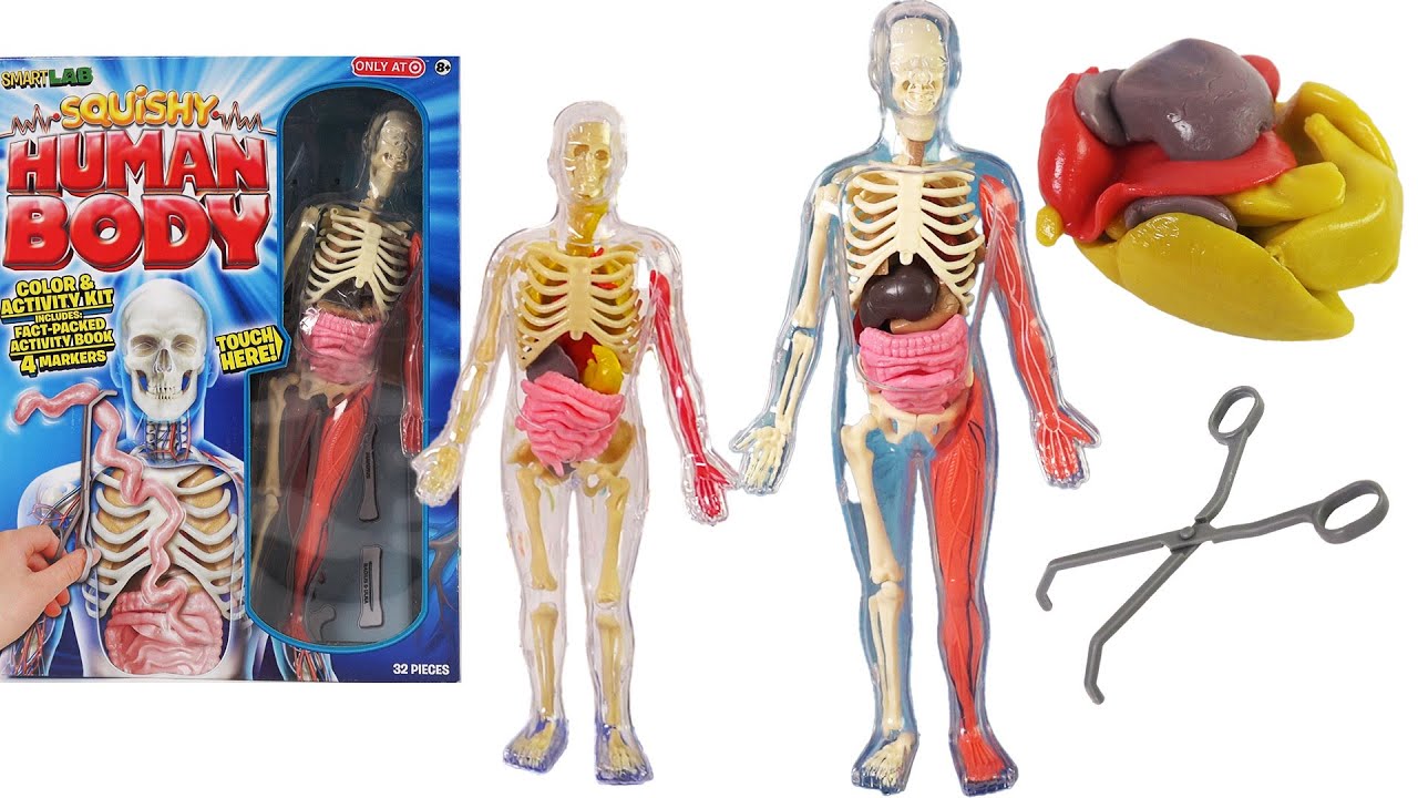 Vintage vs. New Anatomy Models: 11-Year Squishy Organs Tested