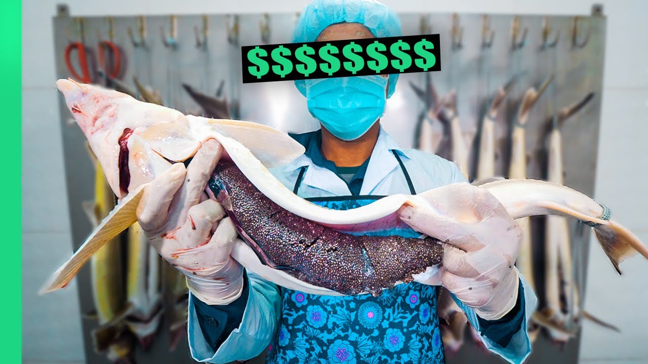 Why Caviar Is So Expensive: From Farm to Fine Dining