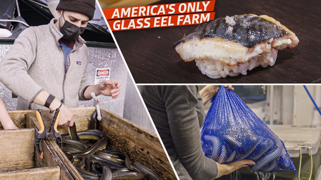 Sustainable US Eel Farming: Revolutionizing Sushi Supply Chains