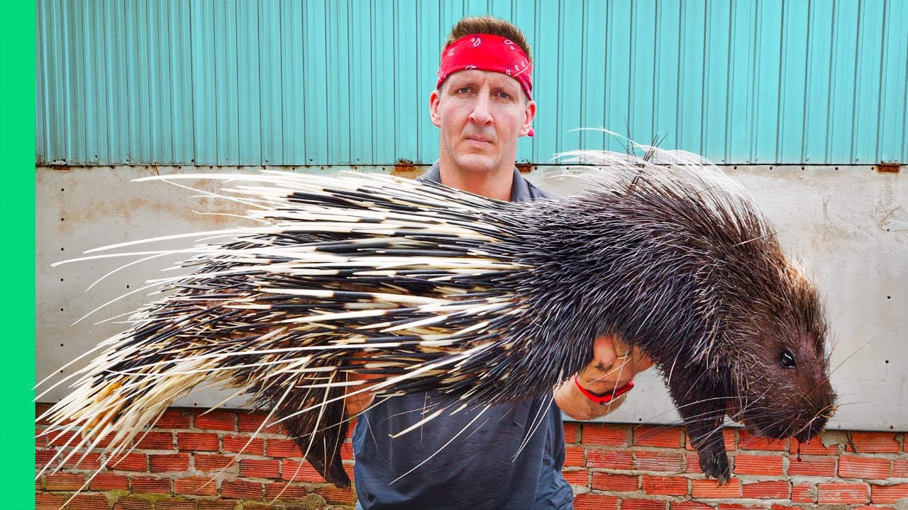 Porcupine Meat in Vietnam: Exotic Dining Guide & Cultural Insights