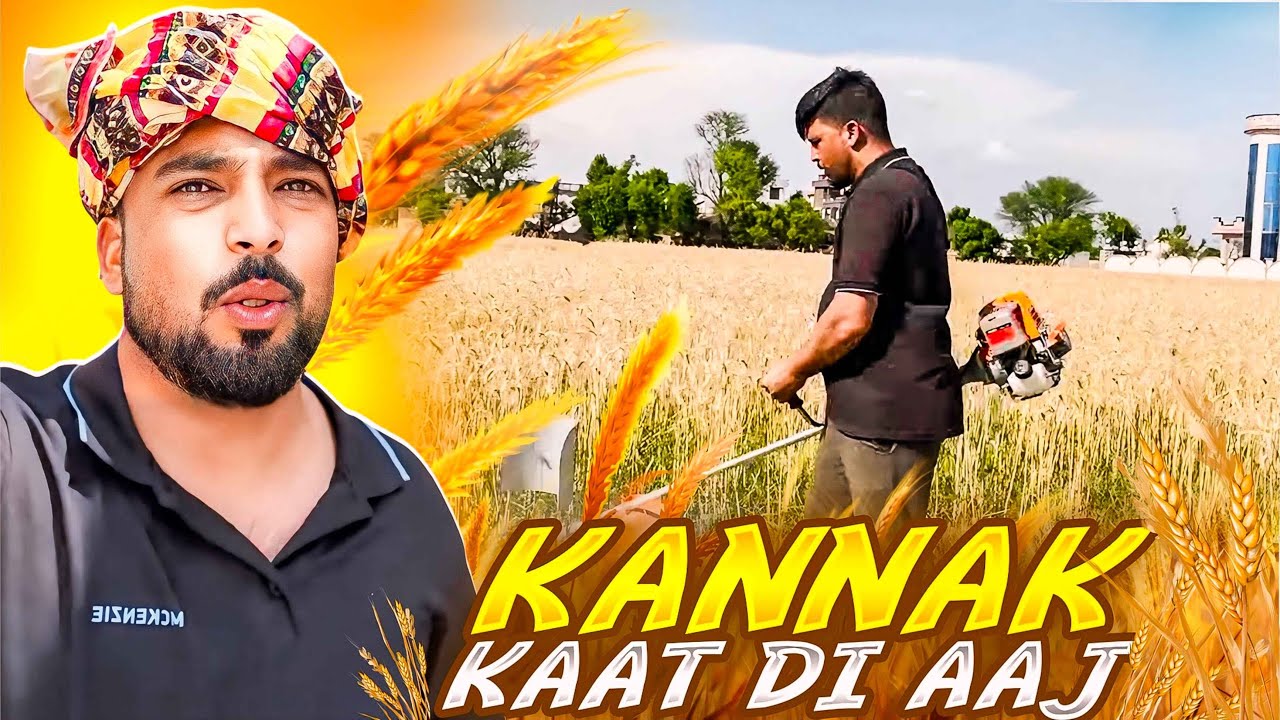 Traditional Wheat Harvesting & Threshing Guide: Manual Farm Techniques