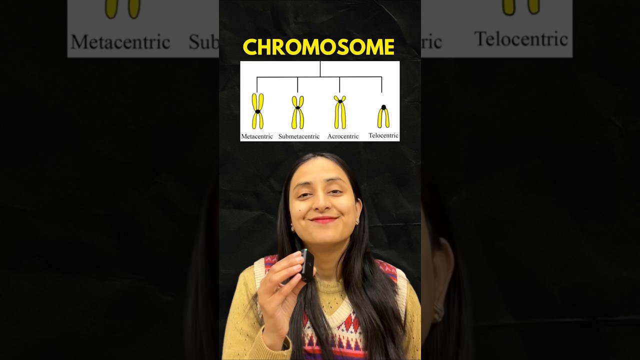 Chromosome Structure Explained: Types Based on Centromere Position