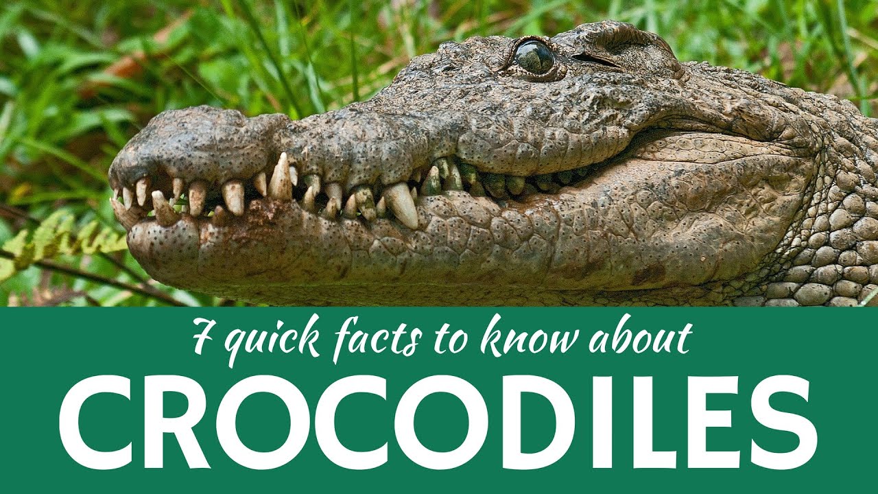 Crocodile vs Alligator: 7 Key Differences Explained