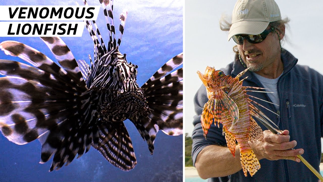 How Bermuda Fights Invasive Lionfish Through Hunting and Cuisine