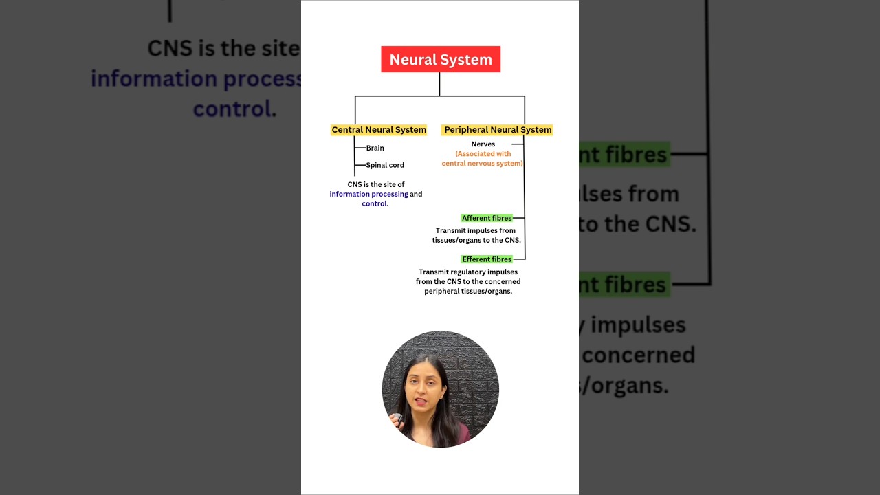 Human Nervous System Explained: Structure & Functions