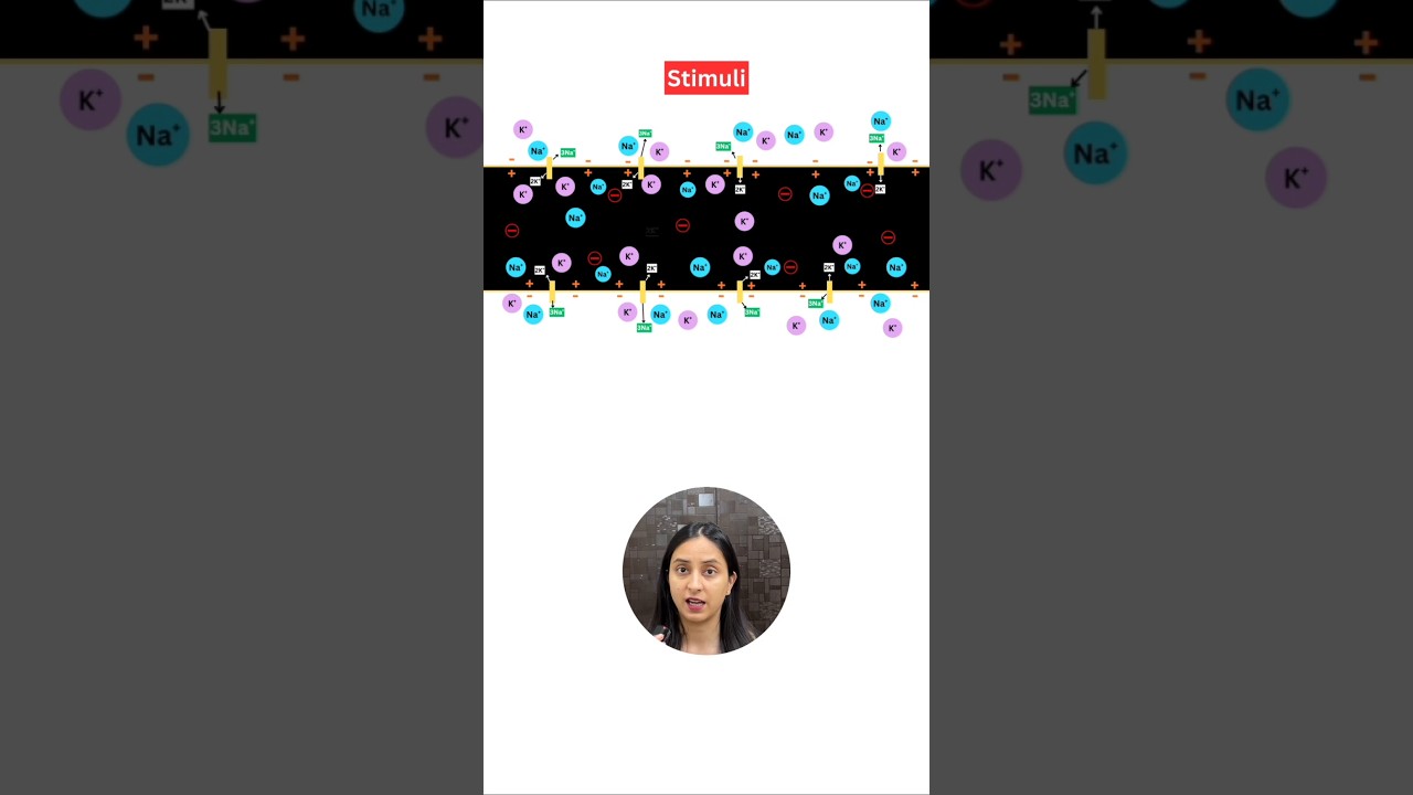 Neuron Polarization Explained: How Action Potentials Work