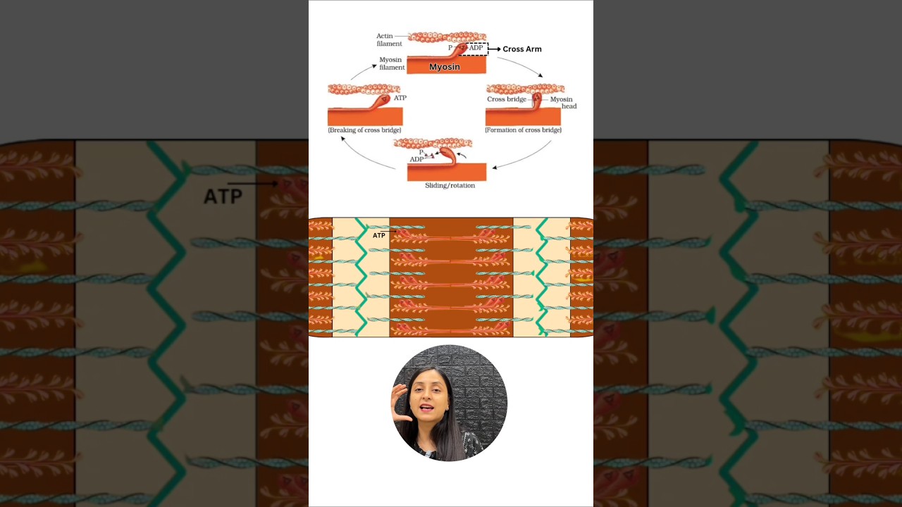 Sliding Filament Theory: Muscle Contraction Mechanism Explained