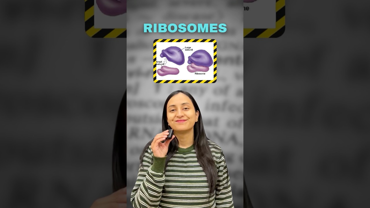 Ribosomes in Prokaryotes vs. Eukaryotes: Key Differences Explained