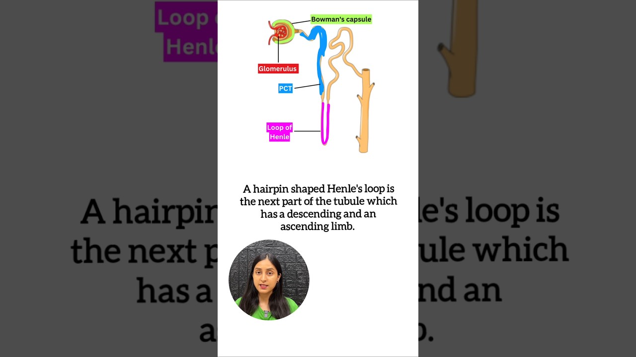 Nephron Structure Explained: Kidney's Functional Unit Guide
