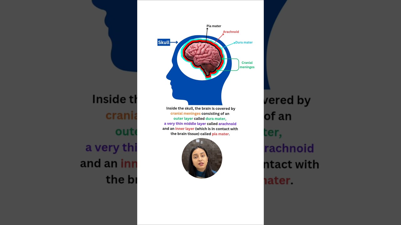 Brain Functions Explained: Command Center & Processing Organ
