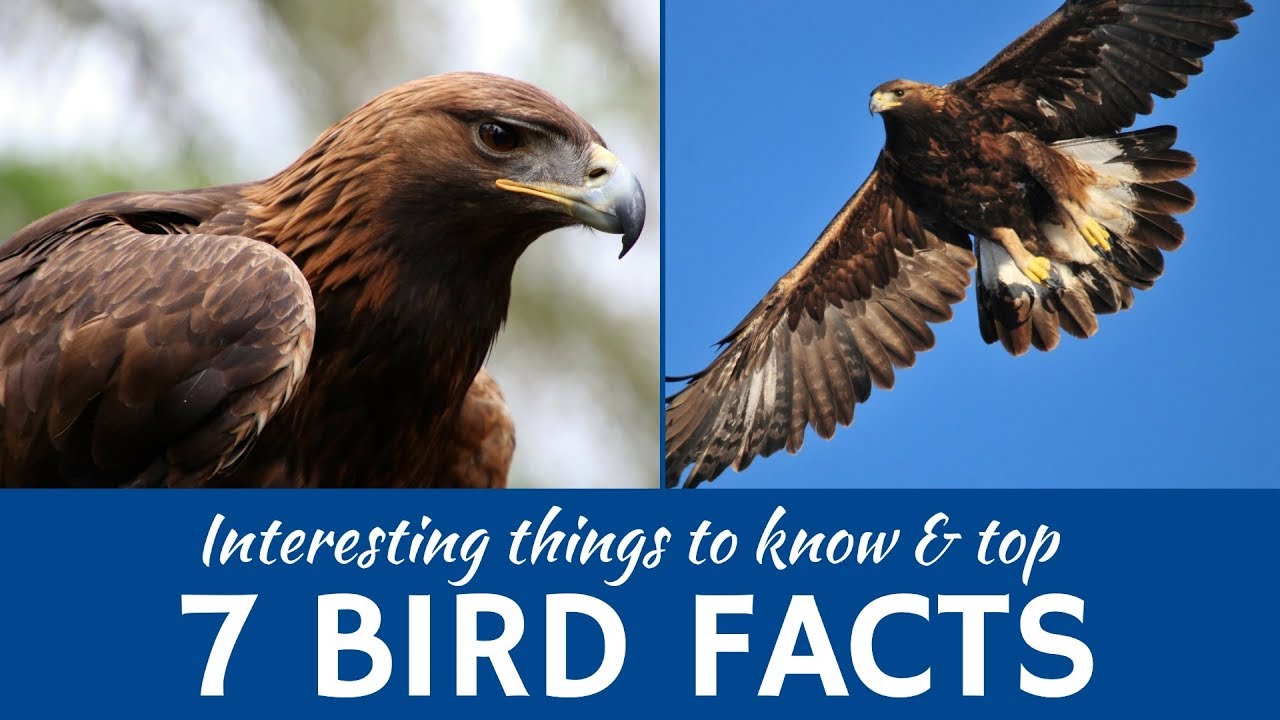 7 Astonishing Bird World Records Explained