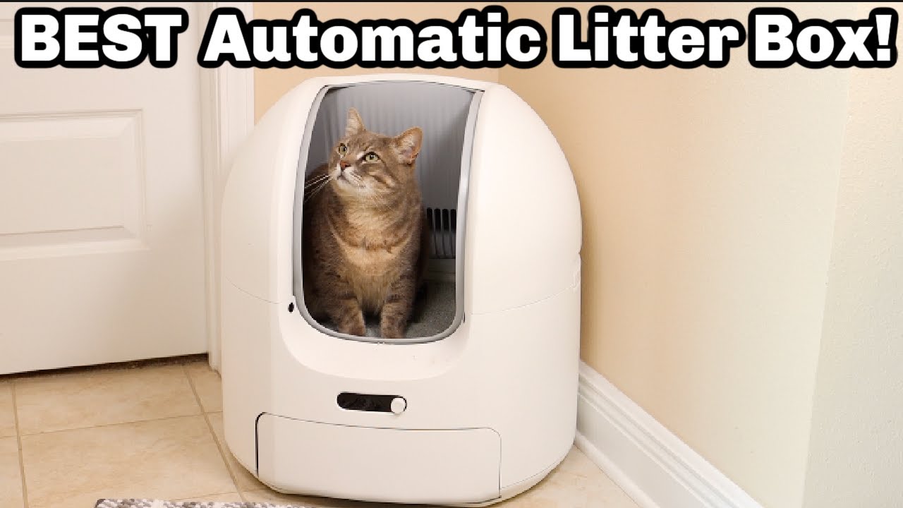 ChewBox Review: Smart Self-Cleaning Litter Box Features