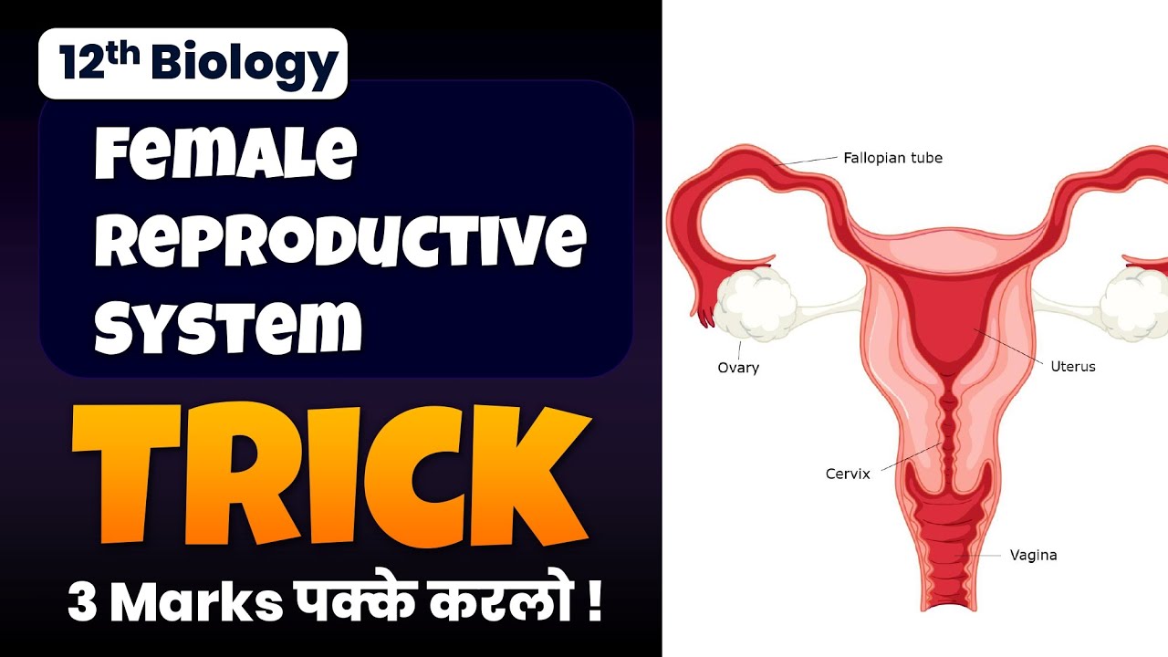How to Draw Female Reproductive System: Step-by-Step Diagram Guide
