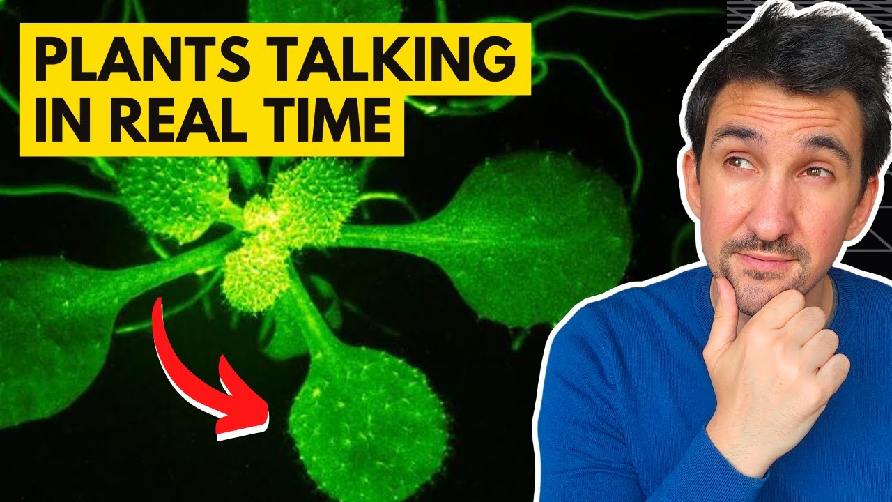 How Plants Communicate: First-Ever Footage Reveals Defense Mechanisms