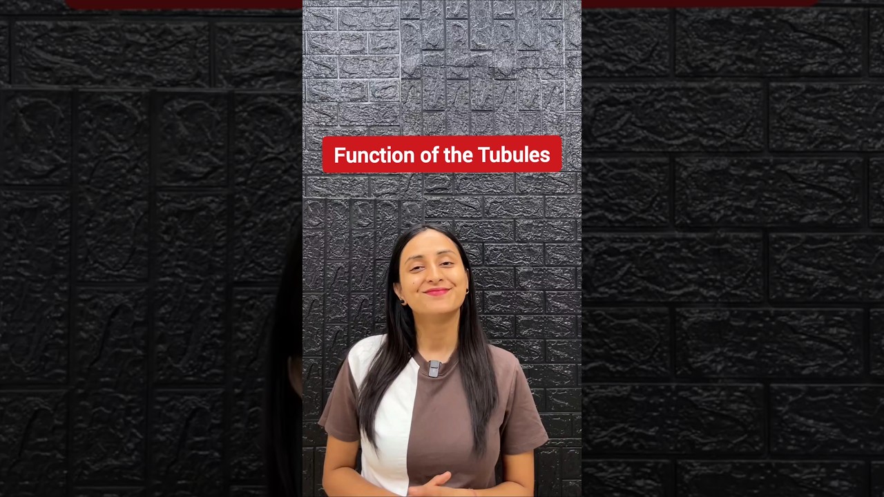 Kidney Tubule Functions: PCT, Loop of Henle, DCT, Collecting Duct