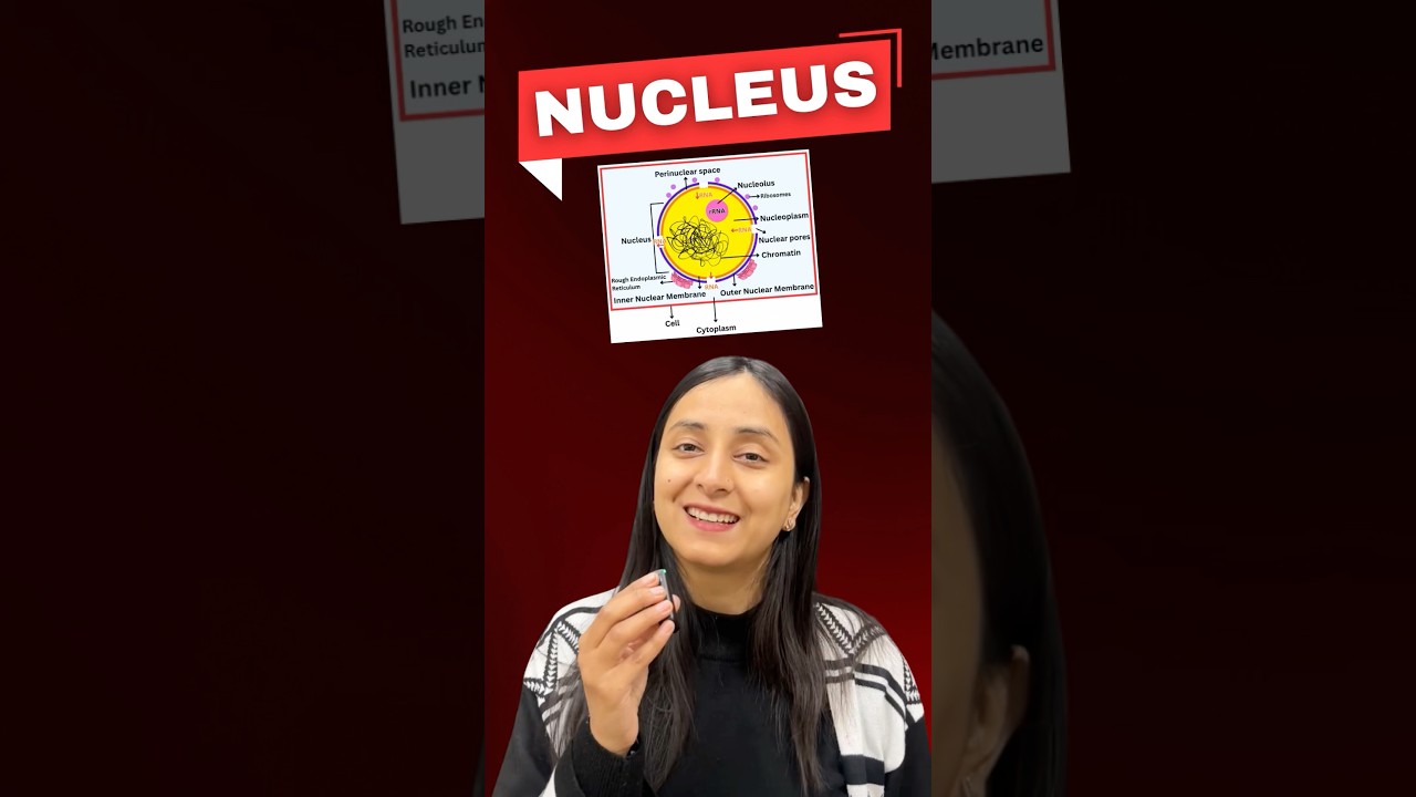 Cell Nucleus: Structure, Functions & Key Discoveries Explained