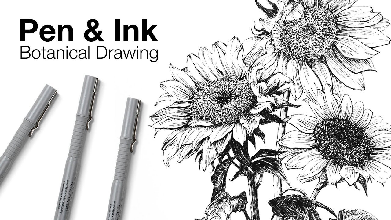 Master Botanical Pen & Ink: Sunflower Drawing Techniques