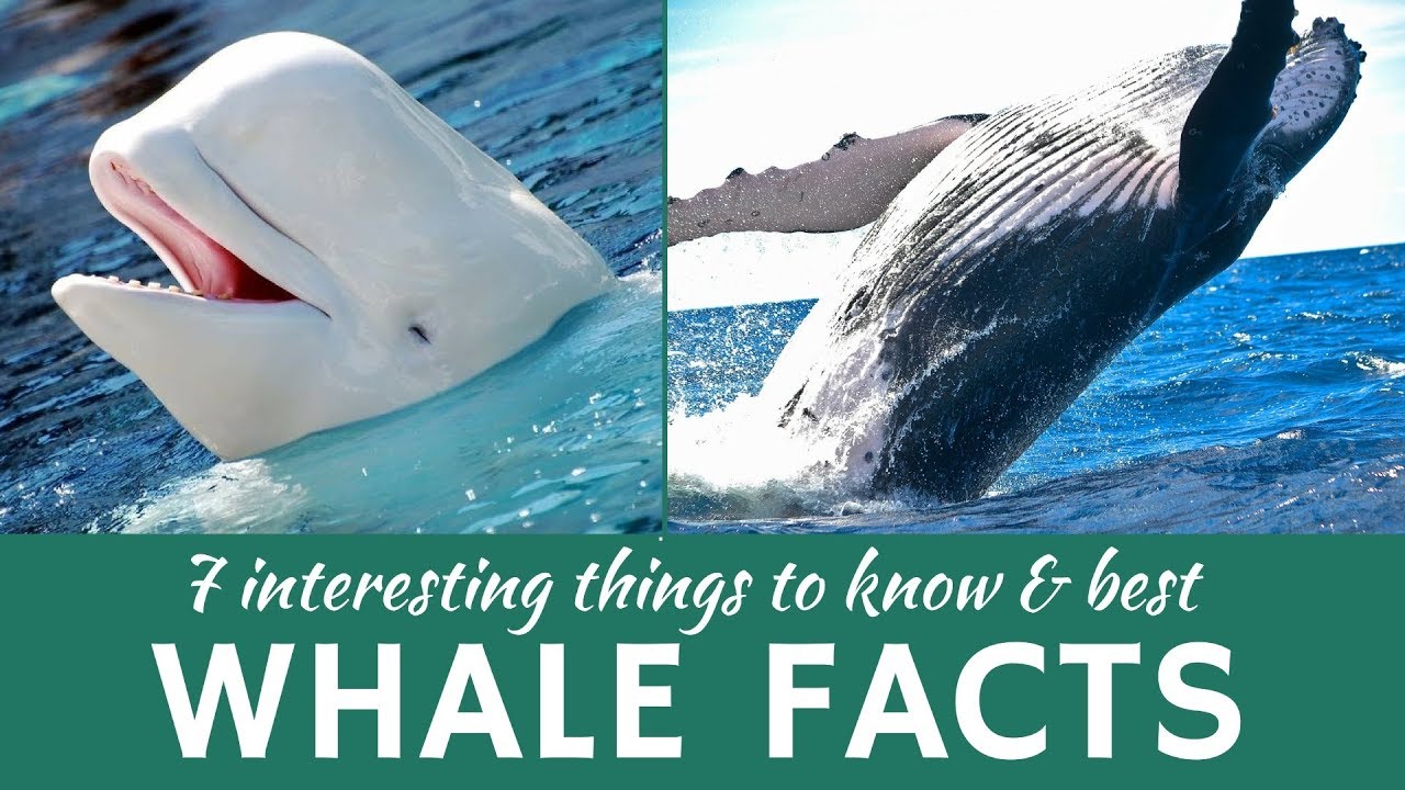 7 Astonishing Whale Facts: Behaviors & Conservation