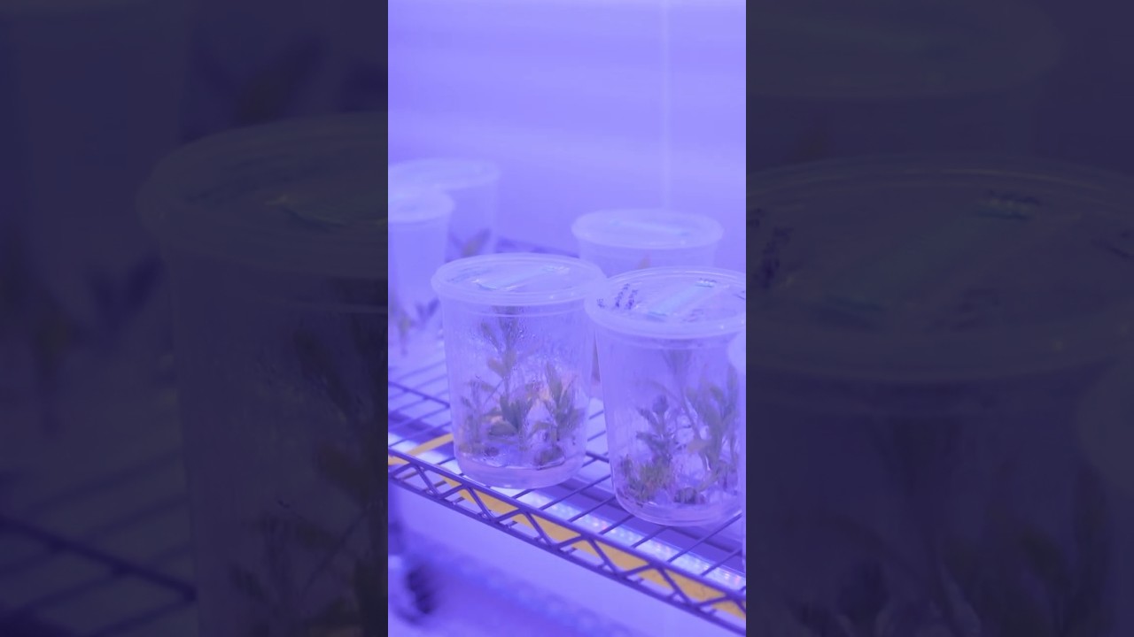 Phytomining Nickel: How Plants Extract 2.5 Tons/Hectare for EV Batteries