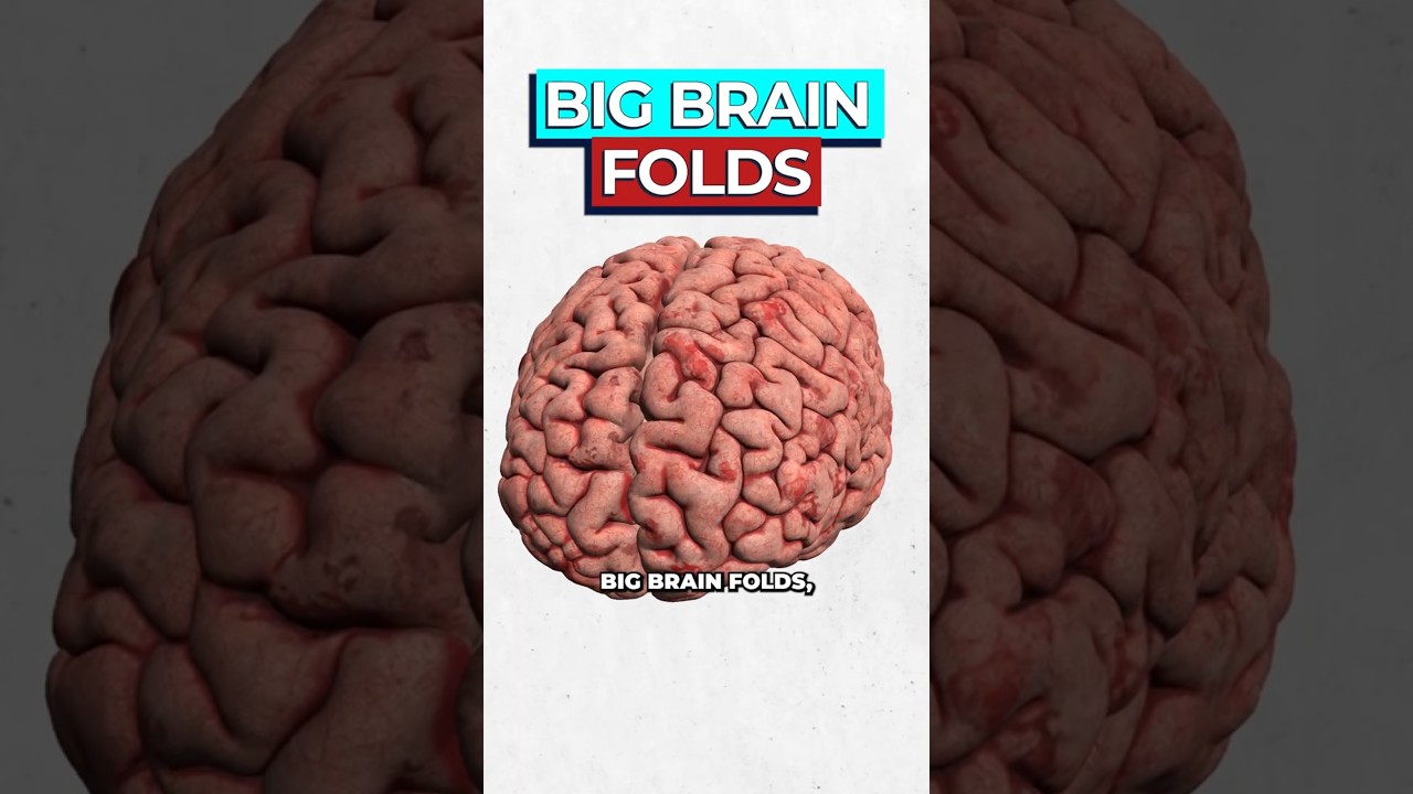 Brain Wrinkles Boost Intelligence: The Hidden Power of Tertiary Sulci