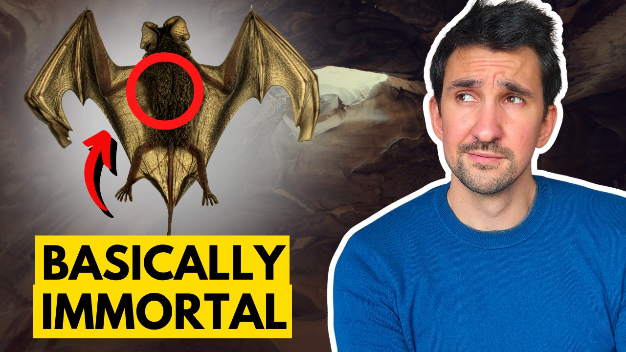 Bat Biology Secrets: Longevity and Disease Resistance Explained