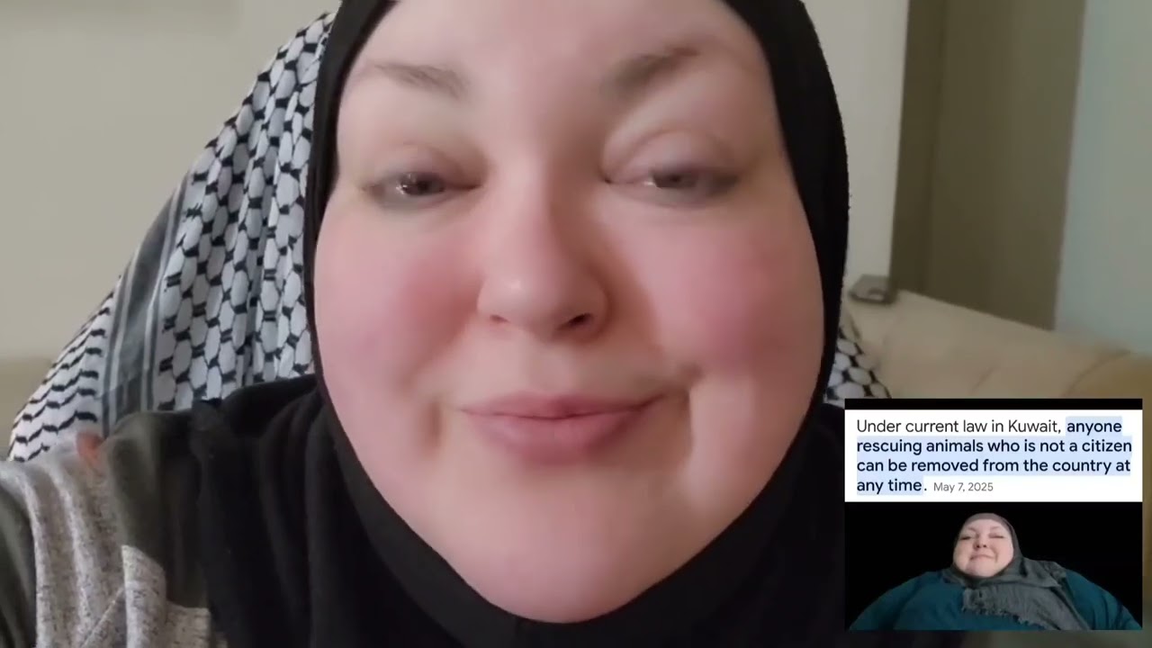 Kuwait Stray Cat Rescue Laws and Ethical Guidelines