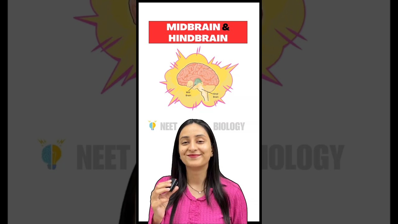 Midbrain and Hindbrain Anatomy Explained Simply