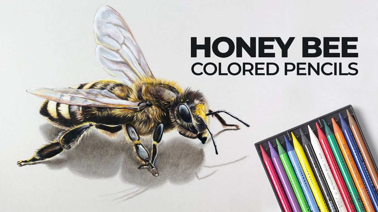 Master Bee Drawing: Colored Pencil Layering Techniques