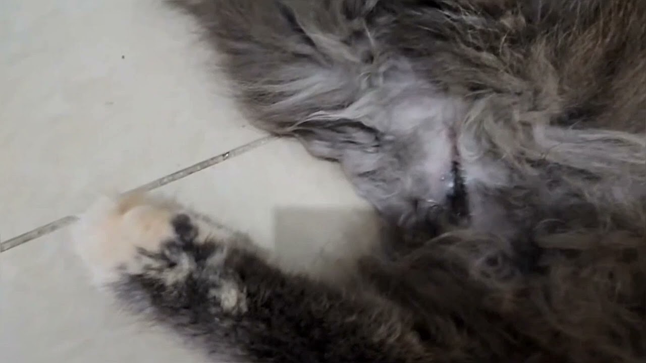 Understanding and Caring for Your Dog's Silver Fur Markings