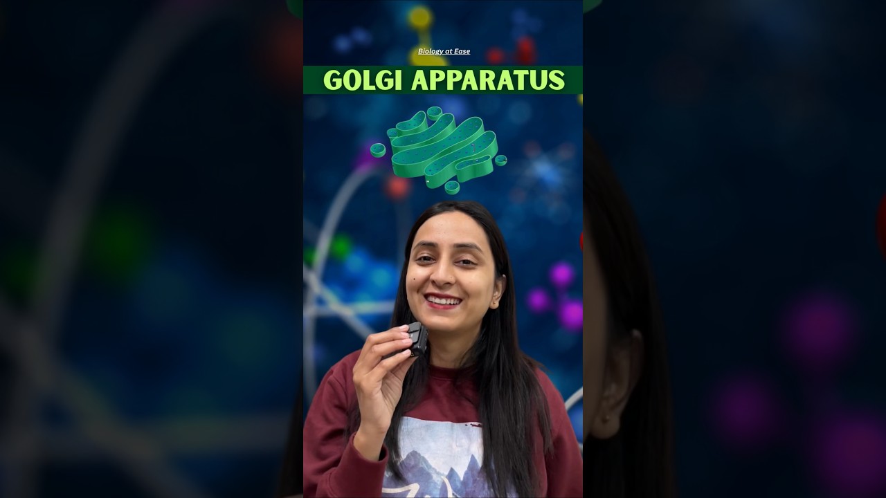 Golgi Apparatus Structure & Functions Explained for NEET/NCERT