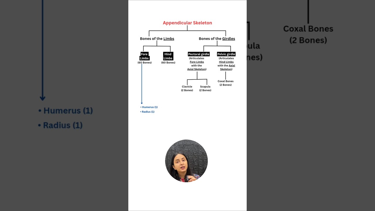 Appendicular Skeleton: 126 Bones Explained with Diagrams