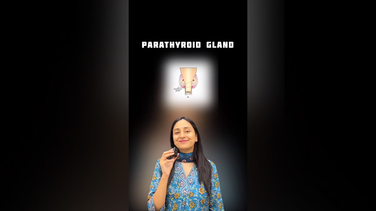 Parathyroid Hormone: 3 Key Functions in Calcium Balance