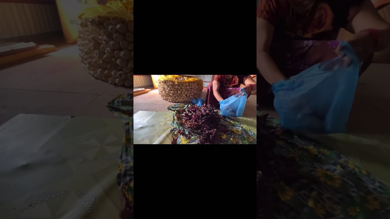 Decoding Thai Music Performances: Essential Guide for Listeners