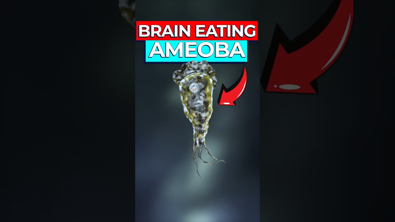 Naegleria Fowleri Survival Guide: Brain-Eating Amoeba Facts