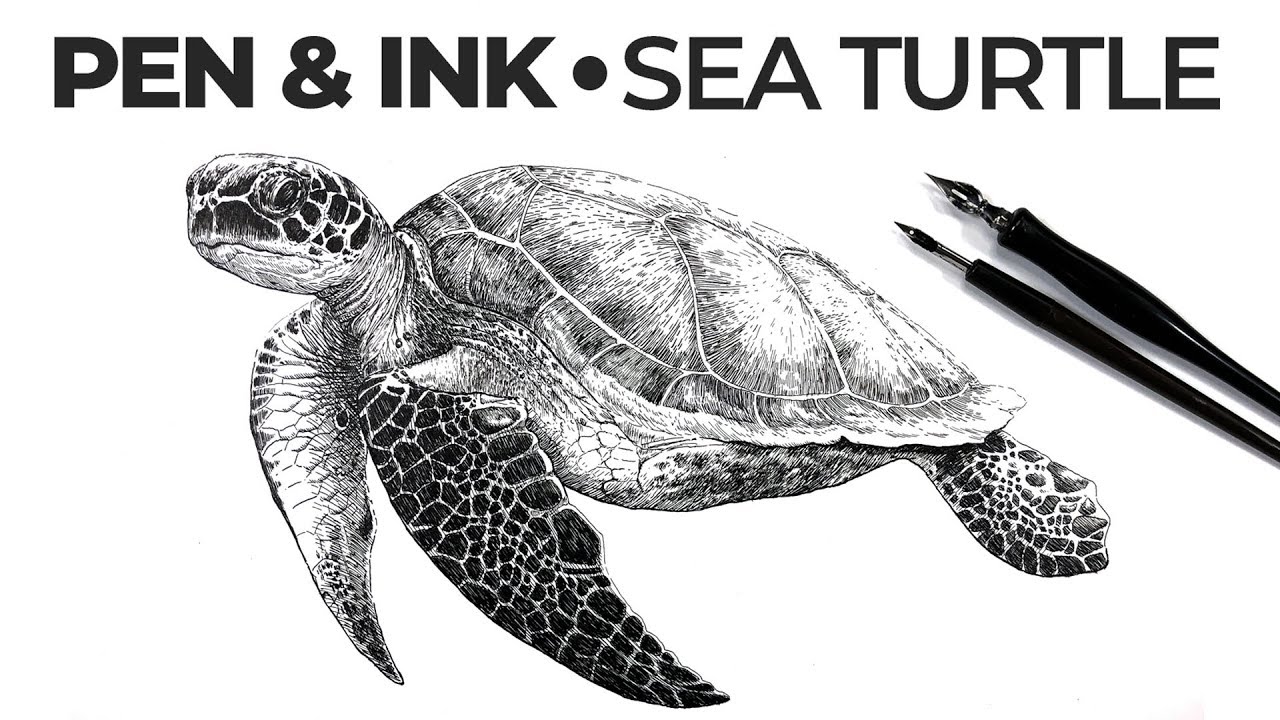 Professional Sea Turtle Pen and Ink Drawing Techniques