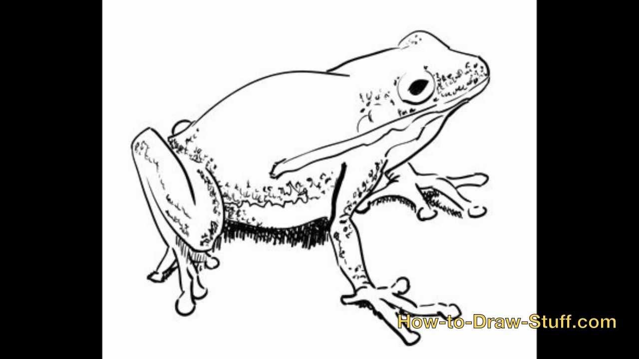 How to Draw a Frog: Step-by-Step Guide for Beginners
