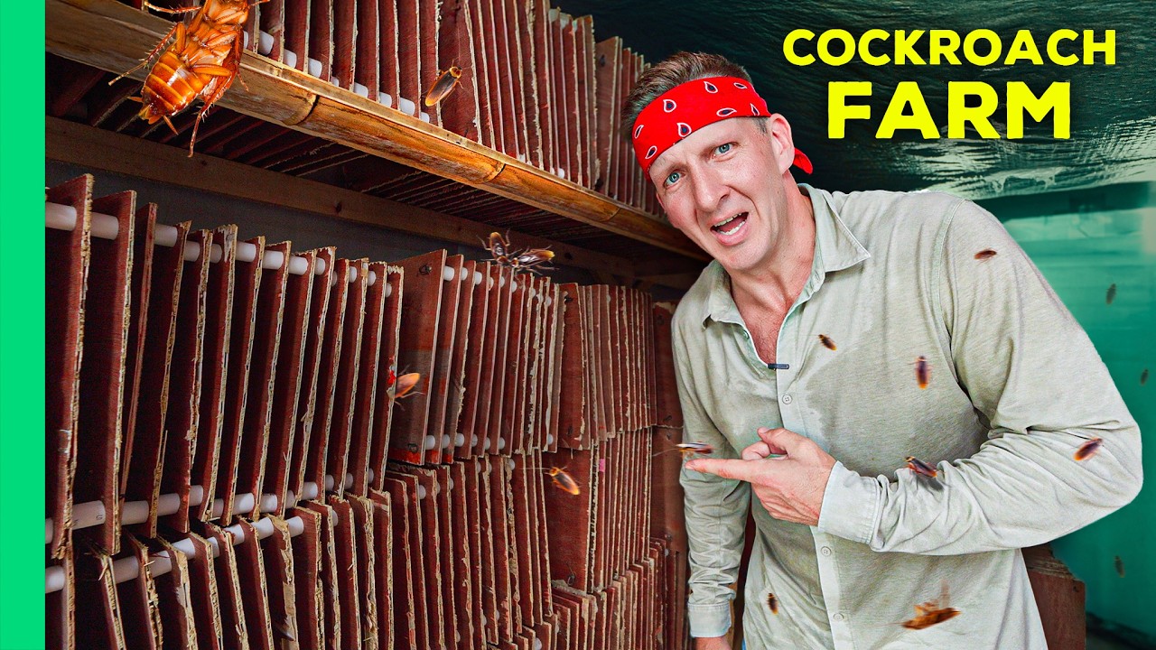 Inside China's Cockroach Farms: Traditional Medicine's Secret Industry