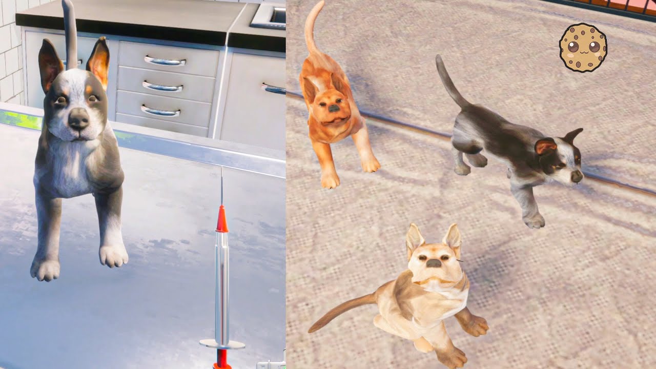 Pet Shelter Management Guide: Care, Adoption & Setup Tips