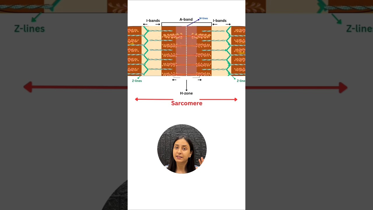 Understanding Muscle Fatigue: Lactic Acid in NCERT Biology