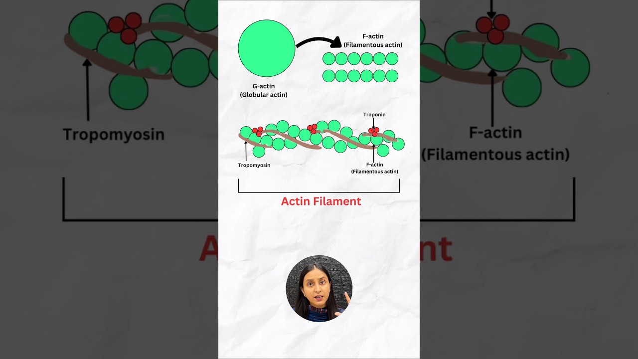 Actin and Myosin Structure: Muscle Contraction Mechanism Explained