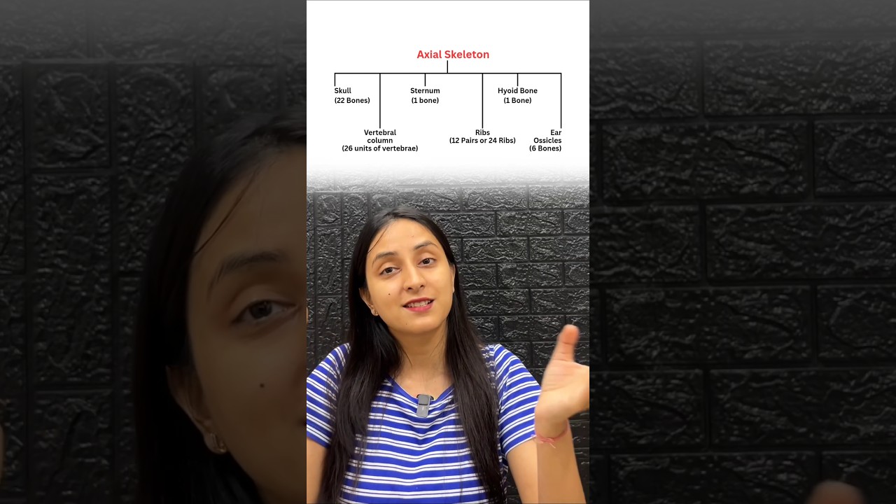 Axial Skeleton Anatomy Explained: Bones, Functions & Study Guide