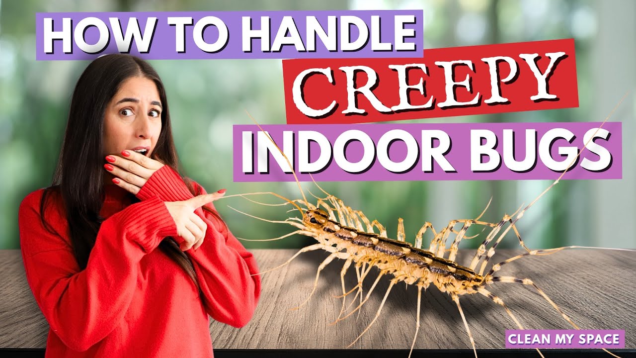 11 Common Household Bugs: Identification, Risks & Elimination Guide