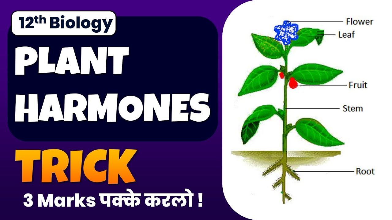 Master Plant Hormone Functions with Easy Memory Tricks