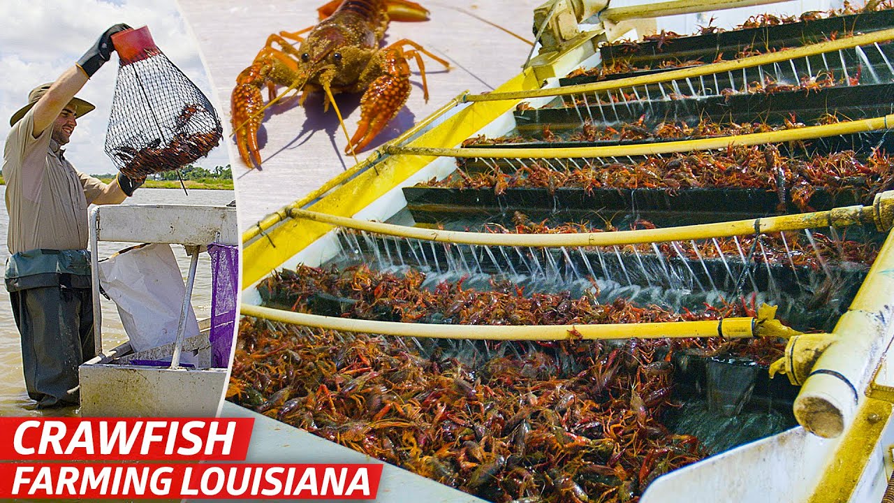 How Crawfish Farming Works: Sustainable Aquaculture in Louisiana
