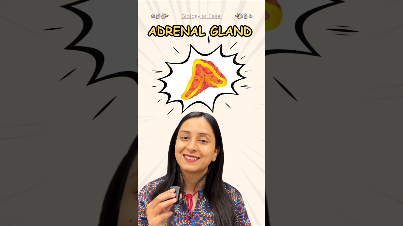 Adrenal Medulla Hormones: Fight or Flight Response Explained