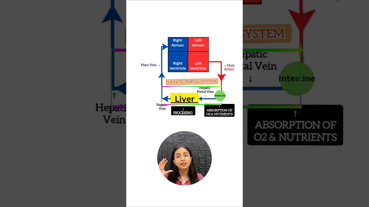 Hepatic Portal System Explained: Function & Clinical Importance