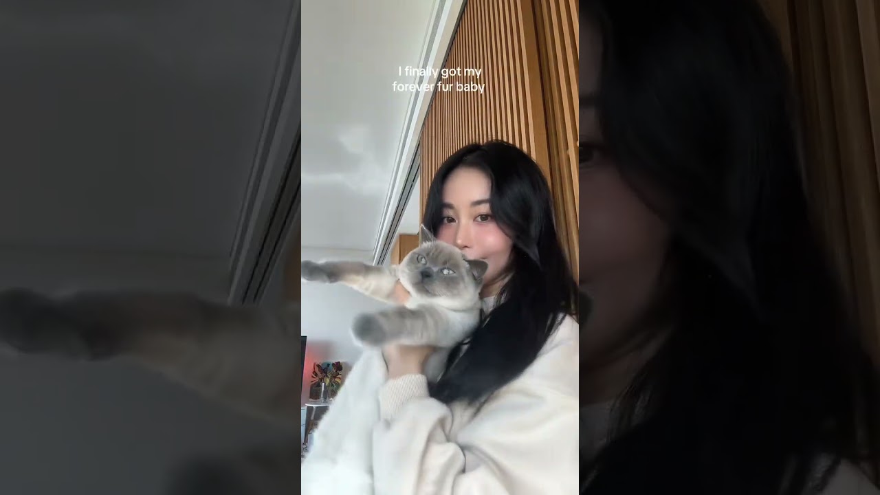 Cat Just Want to Have Fun: Viral Meme Origin & Meaning