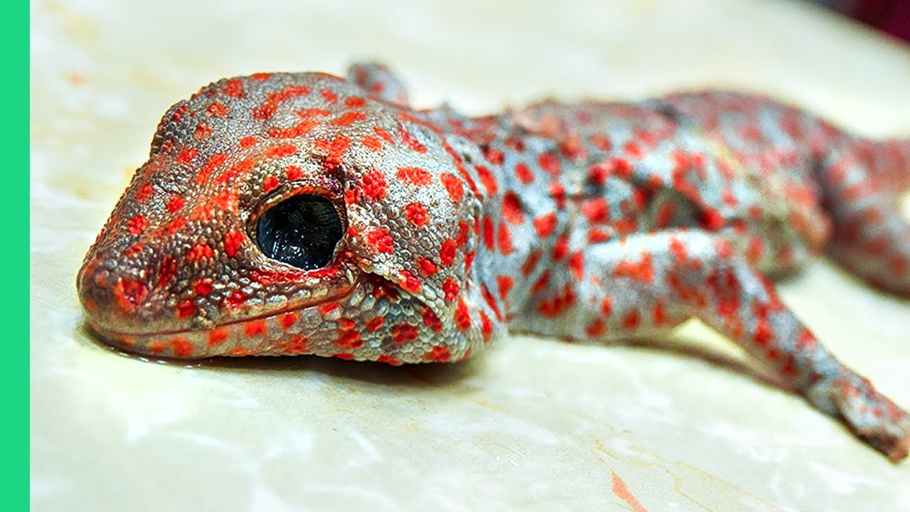 Hong Kong Extreme Foods Guide: Century Eggs to Snake Bile